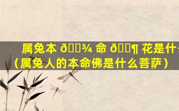 属兔本 🌾 命 🐶 花是什么（属兔人的本命佛是什么菩萨）